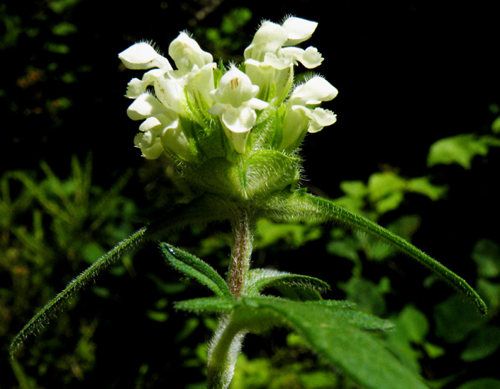 Prunella laciniata / Prunella gialla