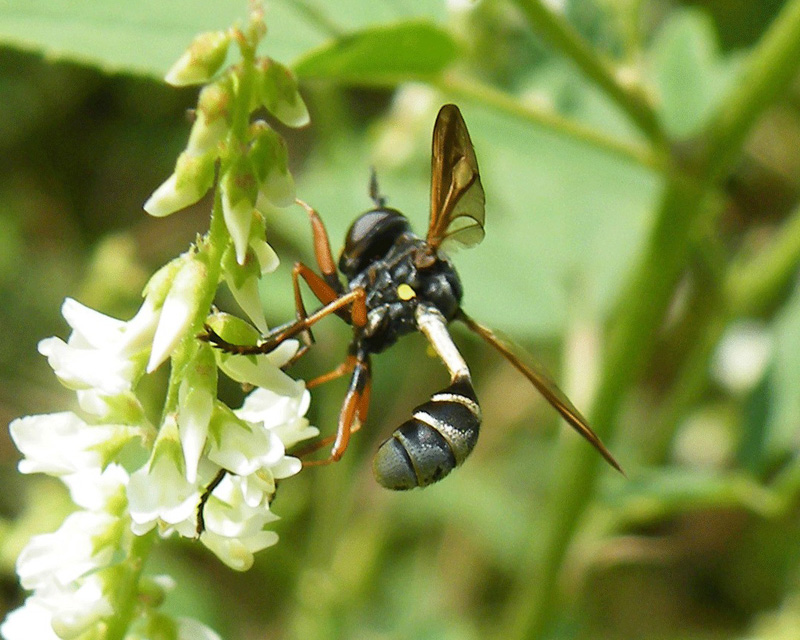 Physocephala rufipes ?