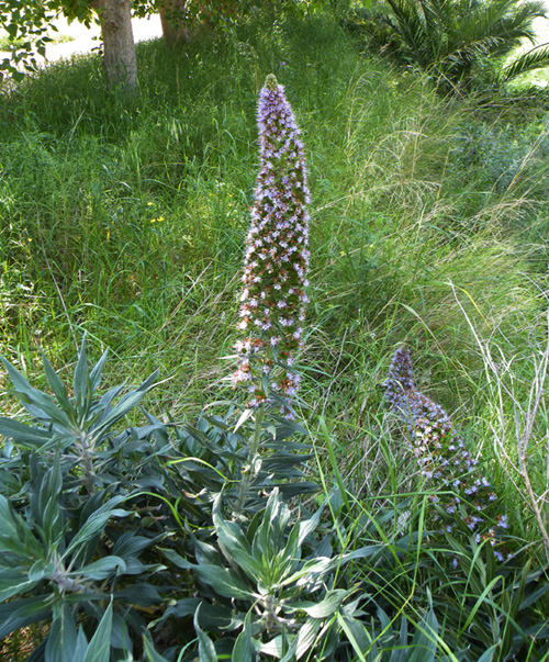 Echium candicans / Viperina candeggiante