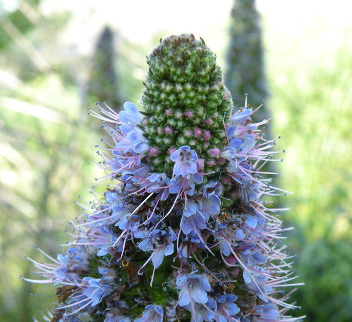 Echium candicans / Viperina candeggiante