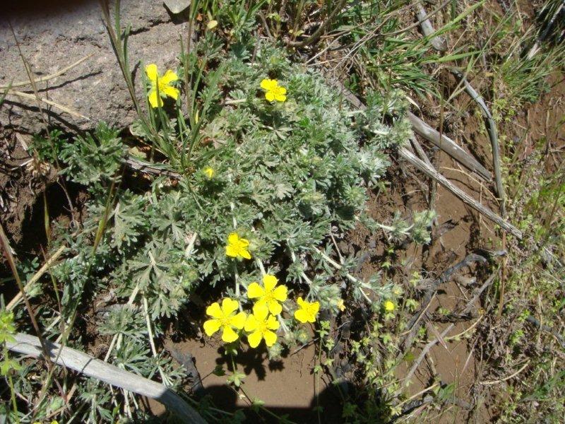 Potentilla calabra o P. argentea?