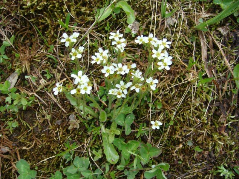 Saxifraga depressa / Sassifraga della Val di Fassa