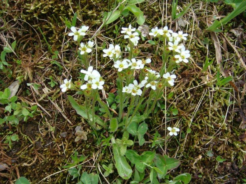 Saxifraga depressa / Sassifraga della Val di Fassa