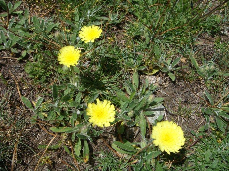 Hieracium pilosella