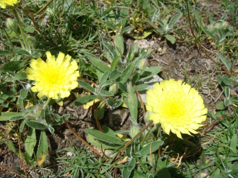 Hieracium pilosella