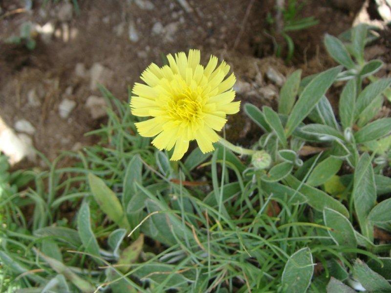 Hieracium pilosella