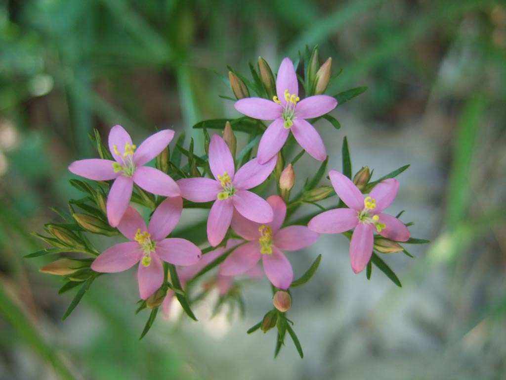 Centaurium erythraea / Centauro maggiore