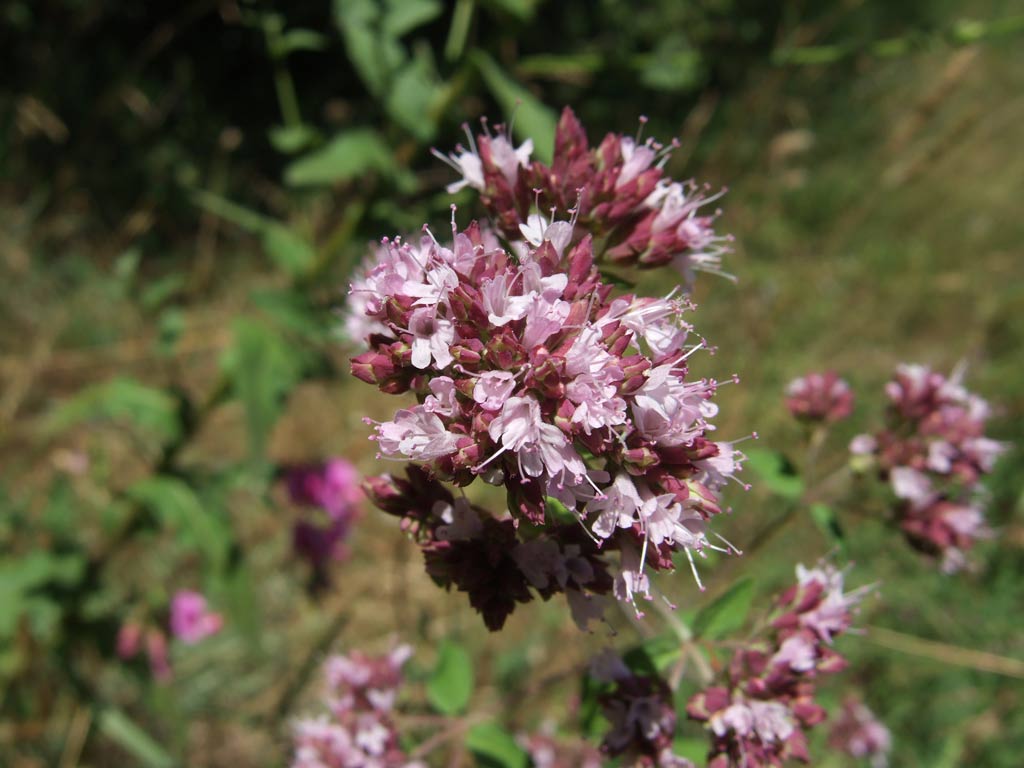 Origanum vulgare / Origano comune