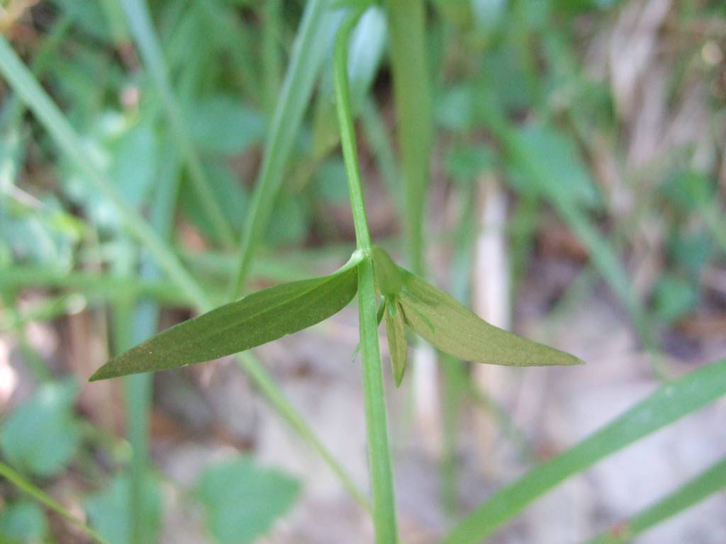 Centaurium erythraea / Centauro maggiore