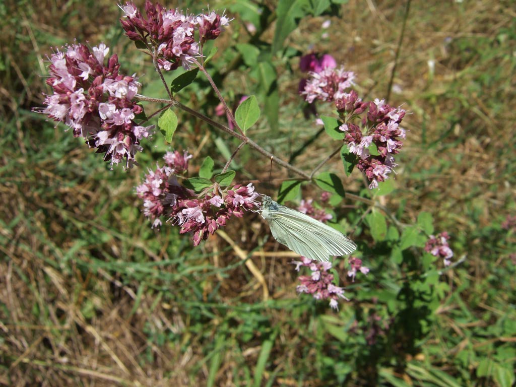 Origanum vulgare / Origano comune