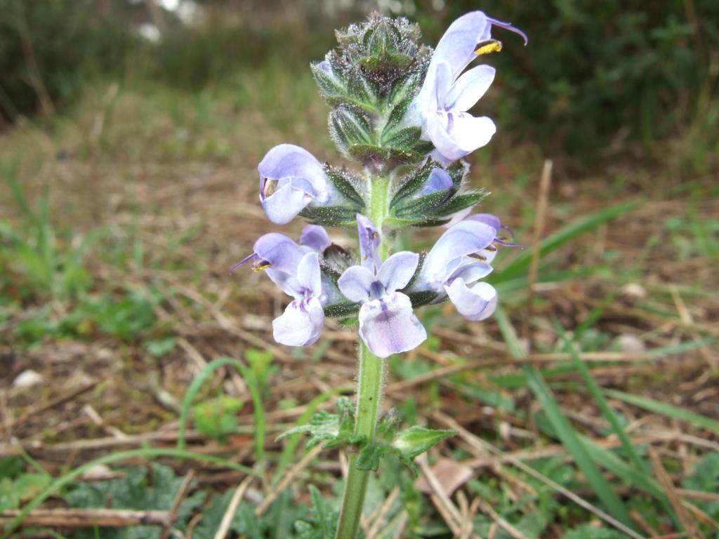 San Rossore 1 - Salvia verbenaca