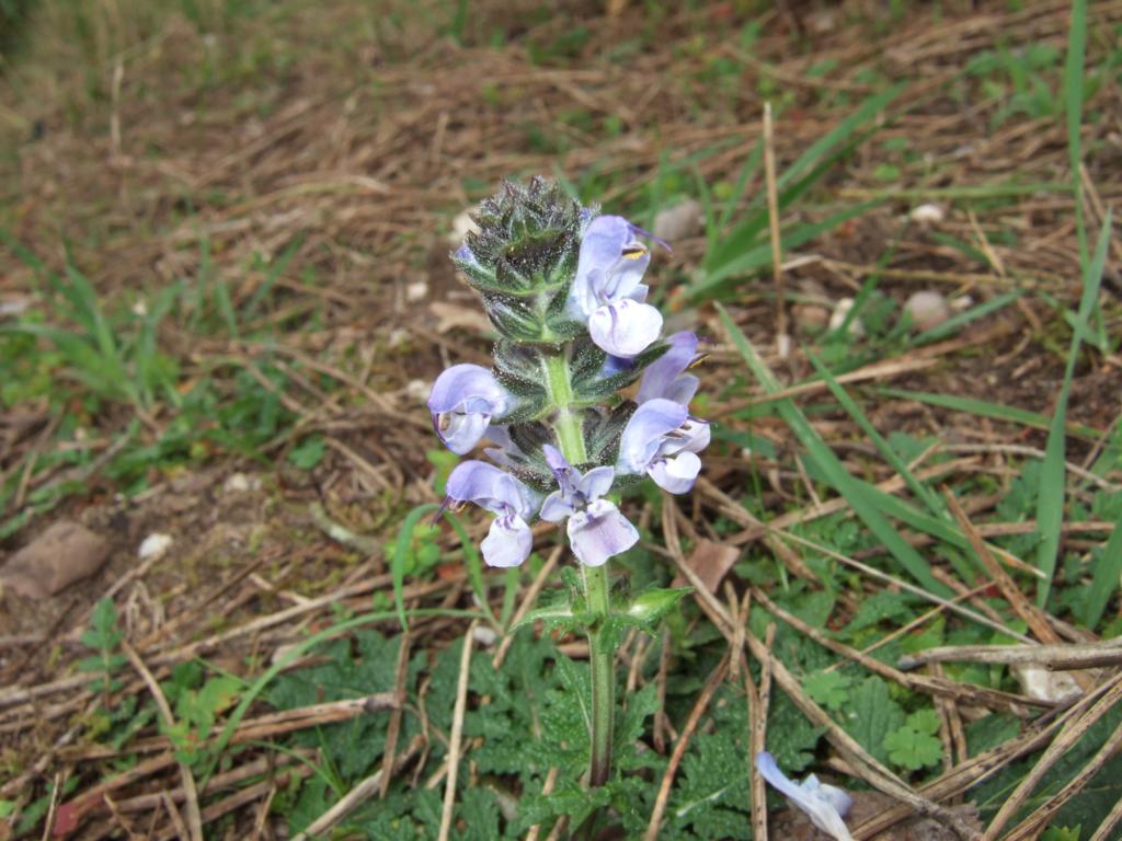 San Rossore 1 - Salvia verbenaca