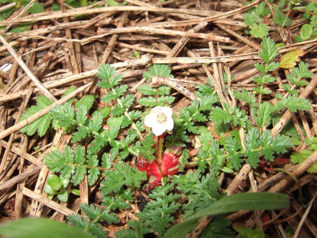 San Rossore 2 - Erodium acaule