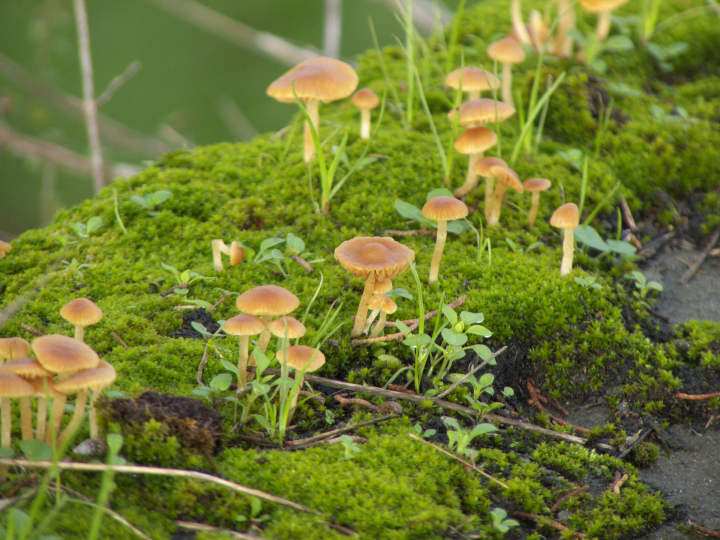 funghi nel muschio.. (cfr. Galerina sp.)