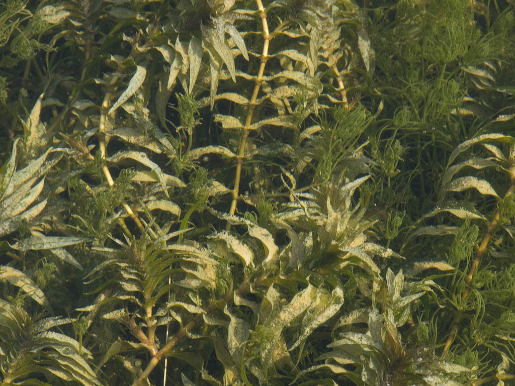 Groenlandia densa / Lingua dacqua a foglie dense