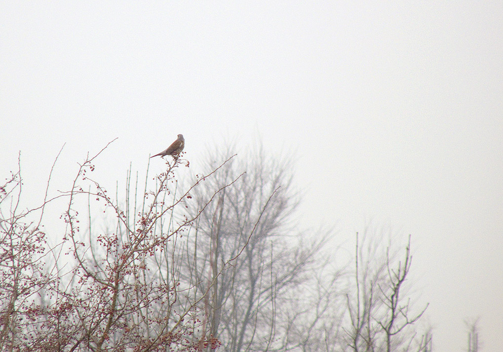 Turdus pilaris... credo..