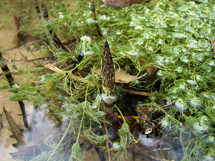 Equisetum sp. (fluviatile?)