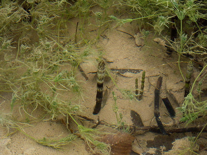 Equisetum sp. (fluviatile?)