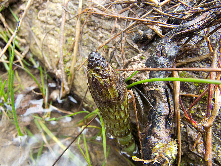 Equisetum sp. (fluviatile?)