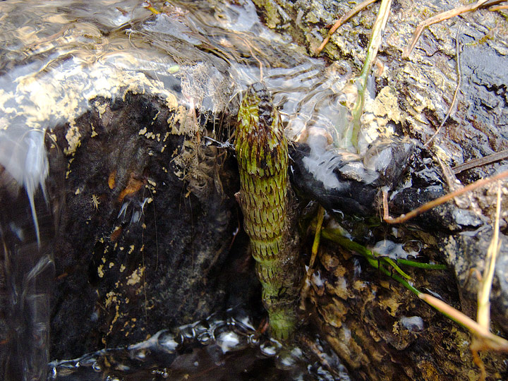 Equisetum sp. (fluviatile?)