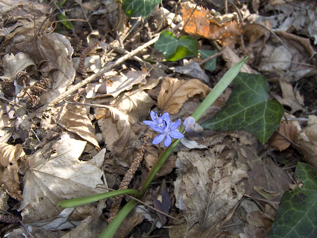 Fioritura di Scille bifolia