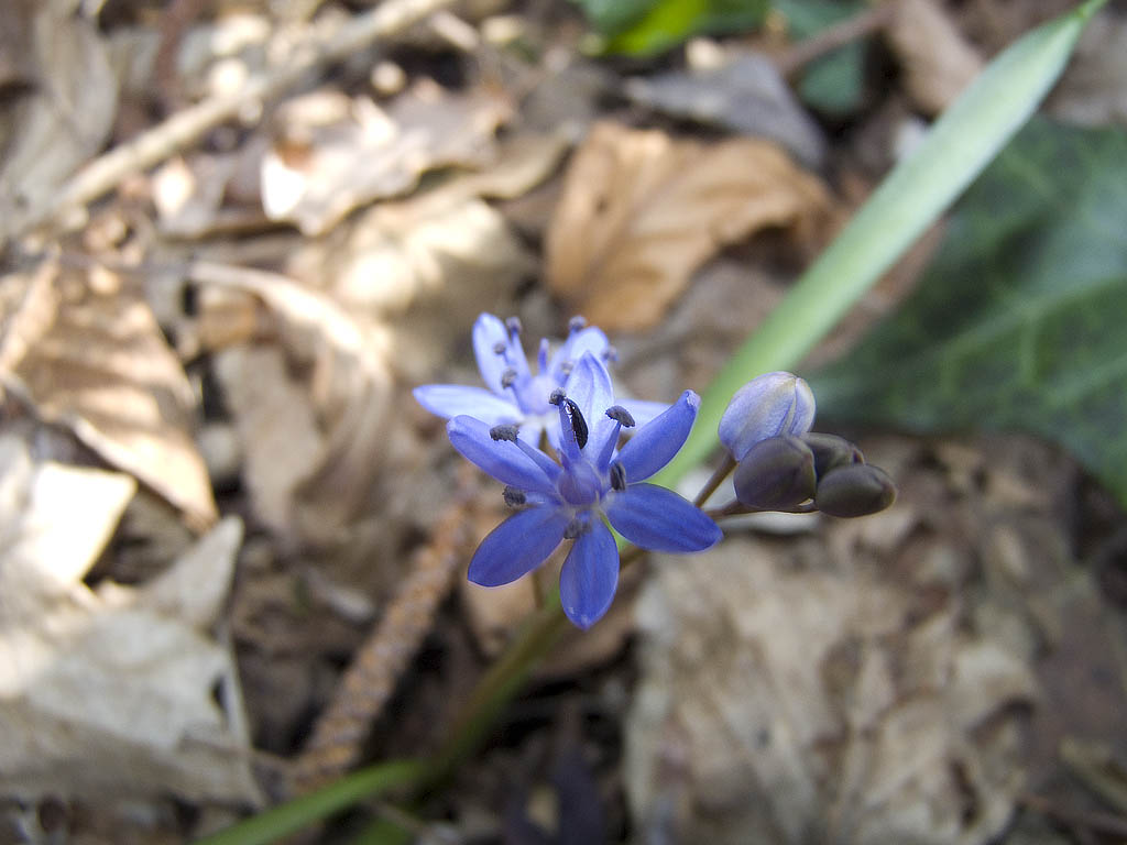 Fioritura di Scille bifolia