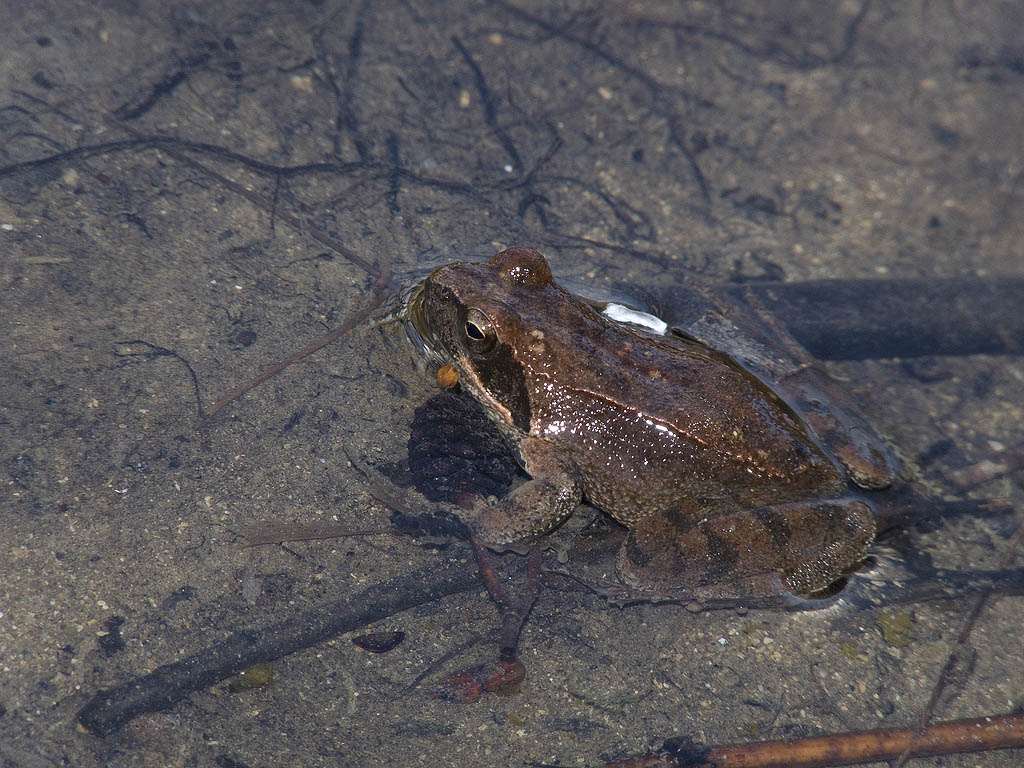 Rana dalmatina nel bosco del parco Montioni (GR)