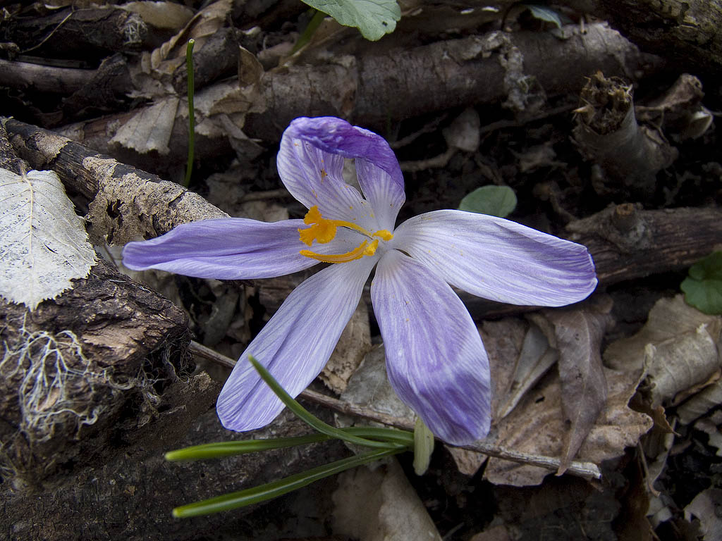 Potrebbe essere Crocus napolitanus? - Crocus neglectus