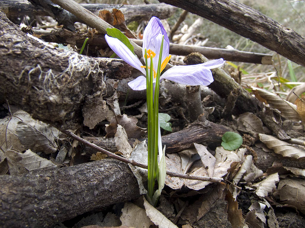 Potrebbe essere Crocus napolitanus? - Crocus neglectus