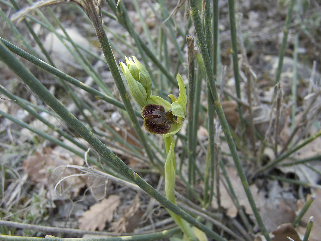 Ophrys sphegodes