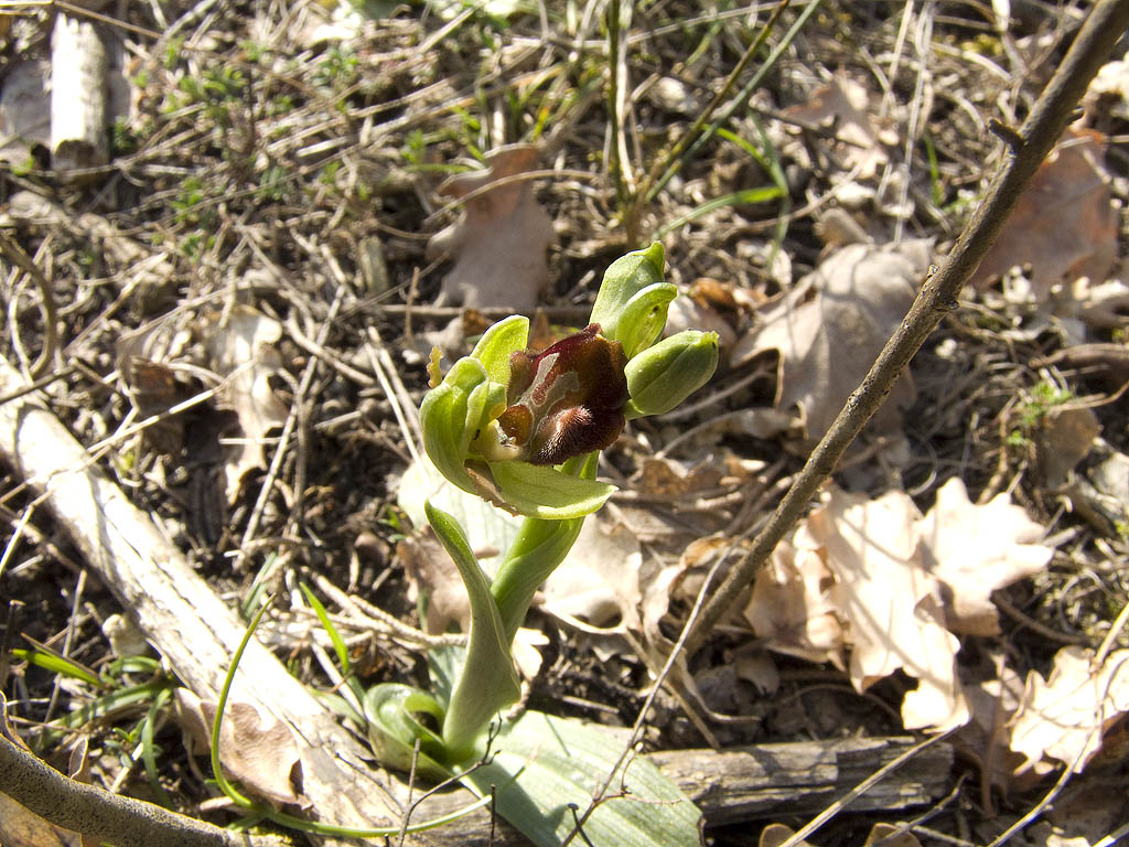 Ophrys sphegodes