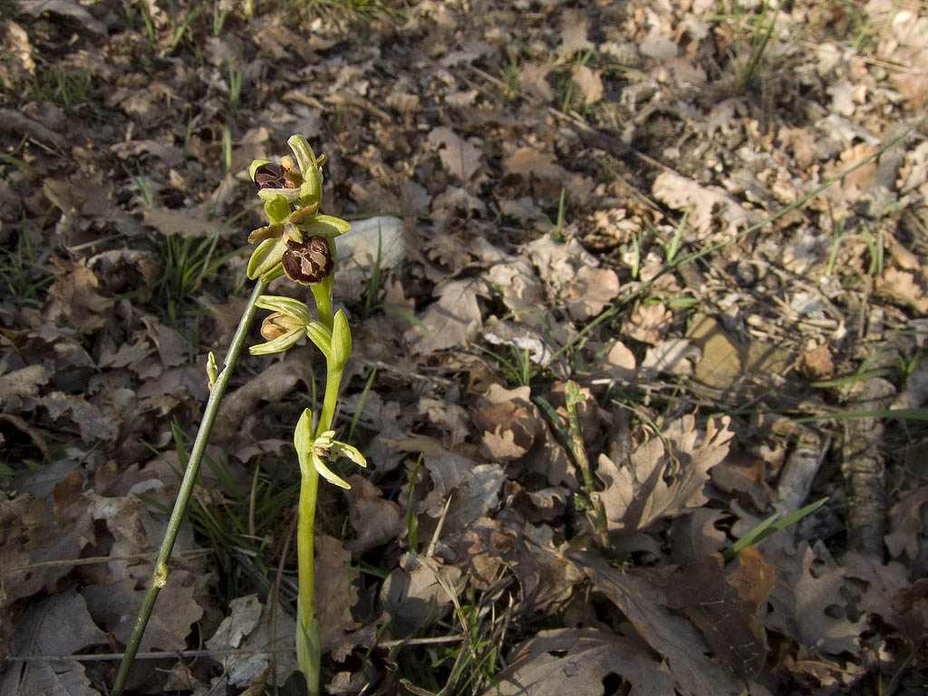 Ophrys sphegodes