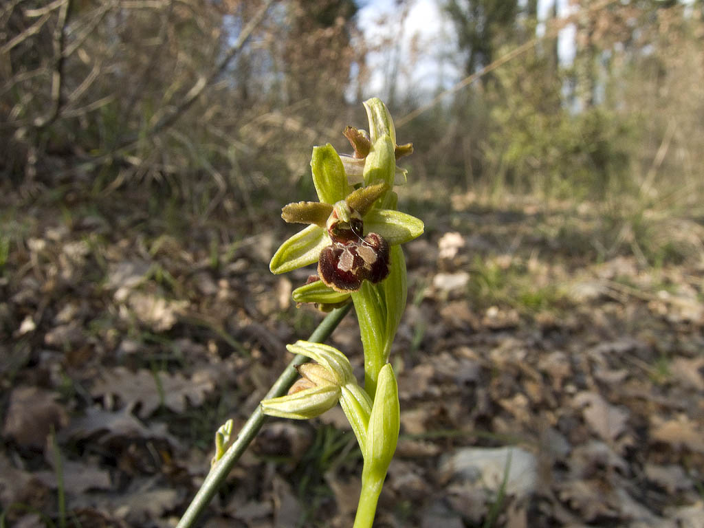 Ophrys sphegodes