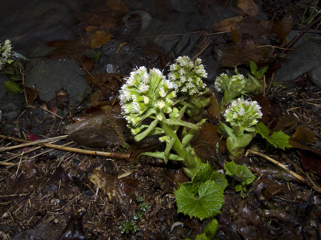 Petasites albus