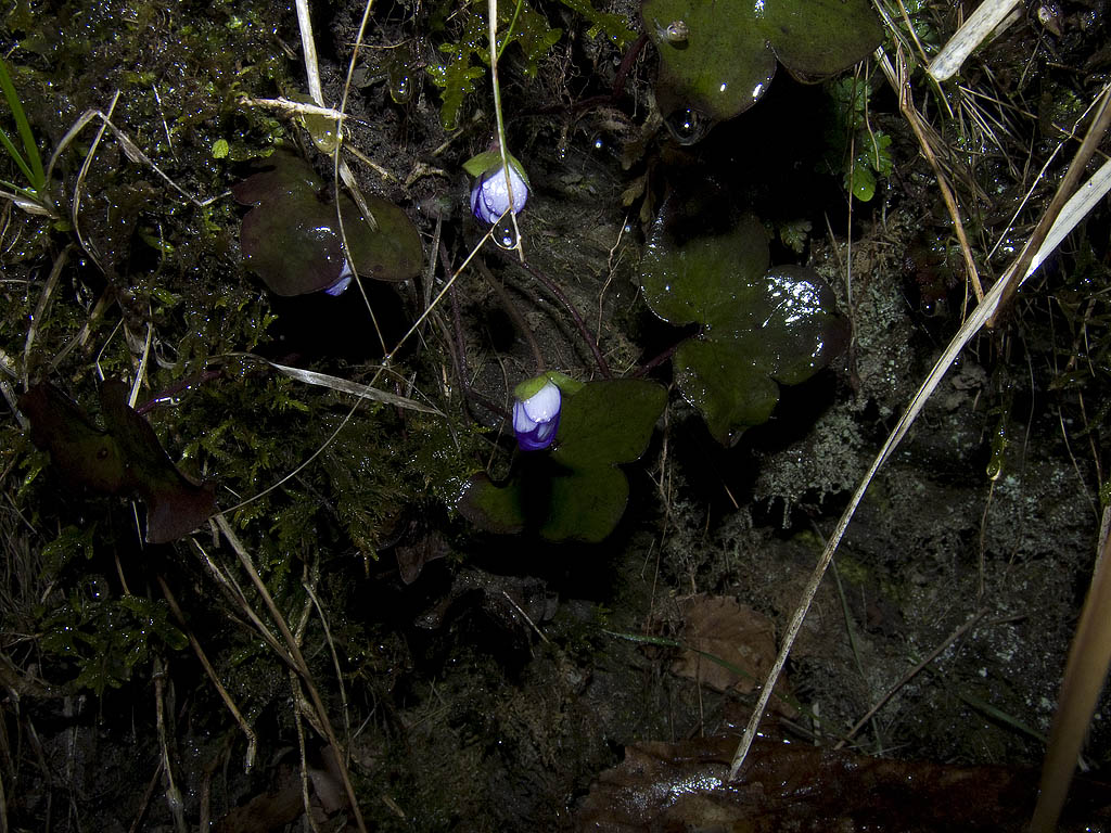 Hepatica nobilis