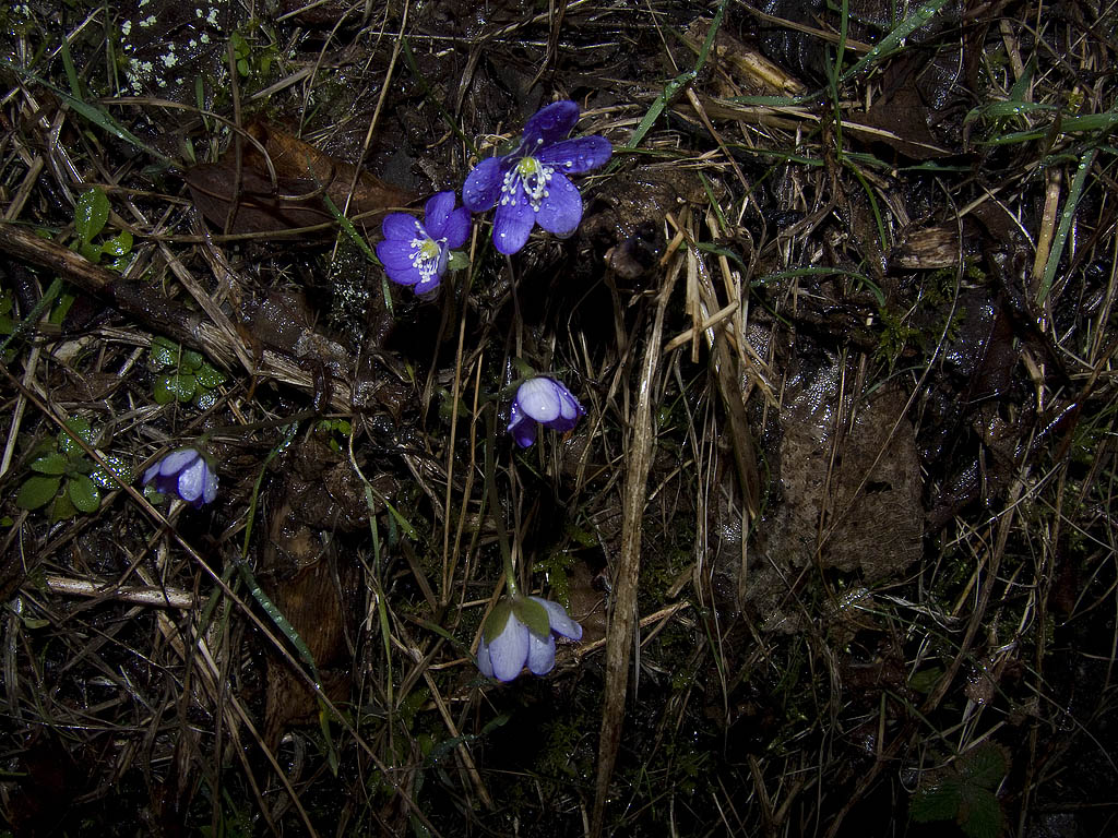 Hepatica nobilis