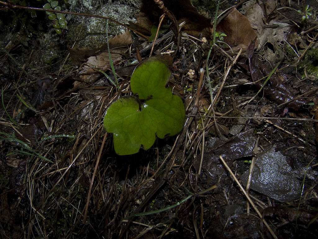 Hepatica nobilis