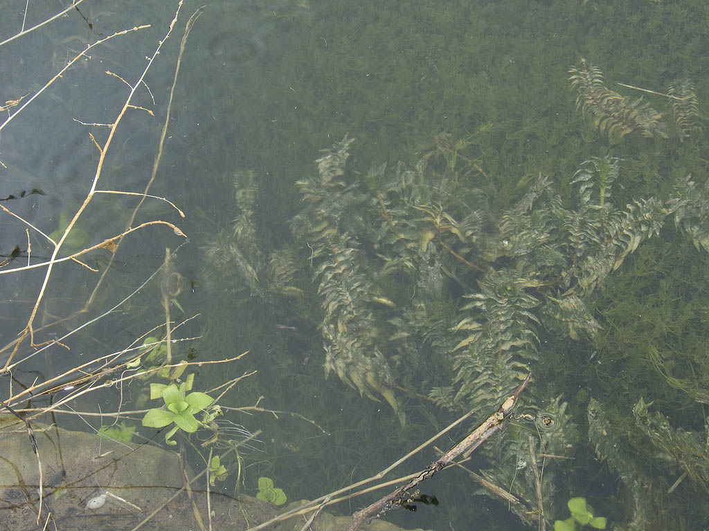 Groenlandia densa / Lingua dacqua a foglie dense