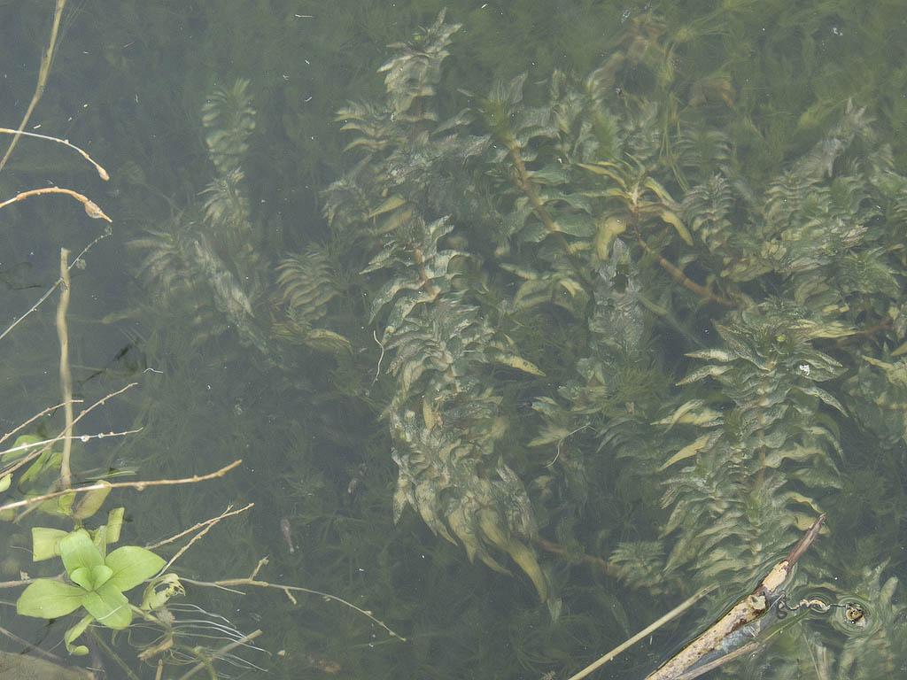 Groenlandia densa / Lingua dacqua a foglie dense