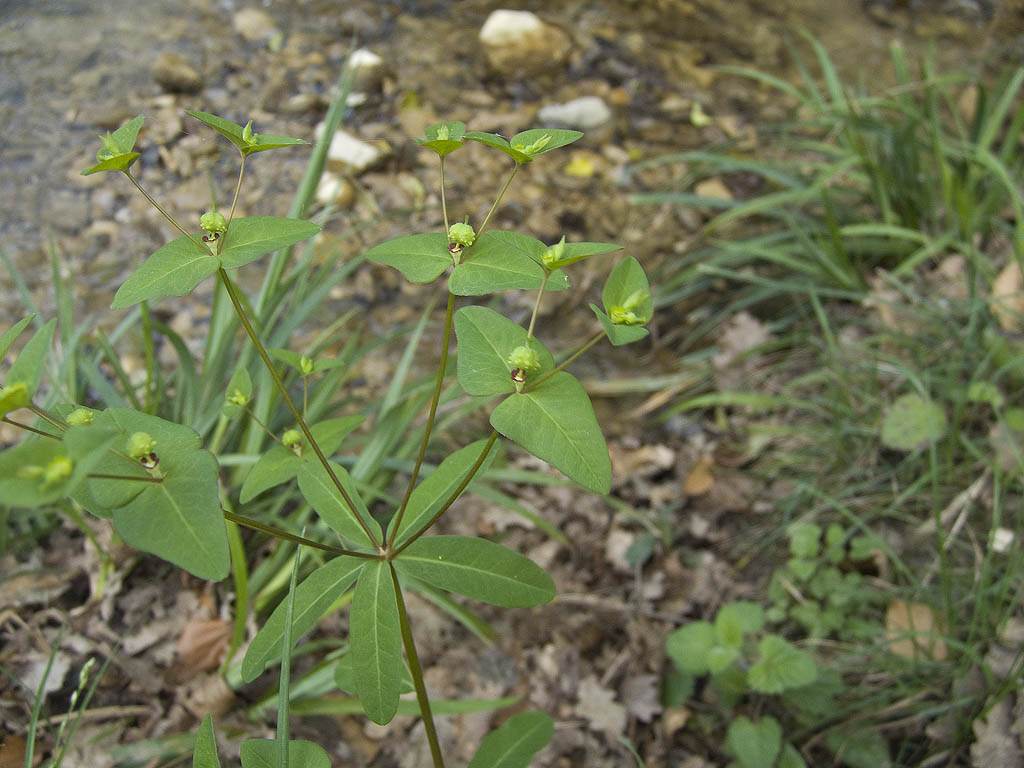 Euphorbia dulcis