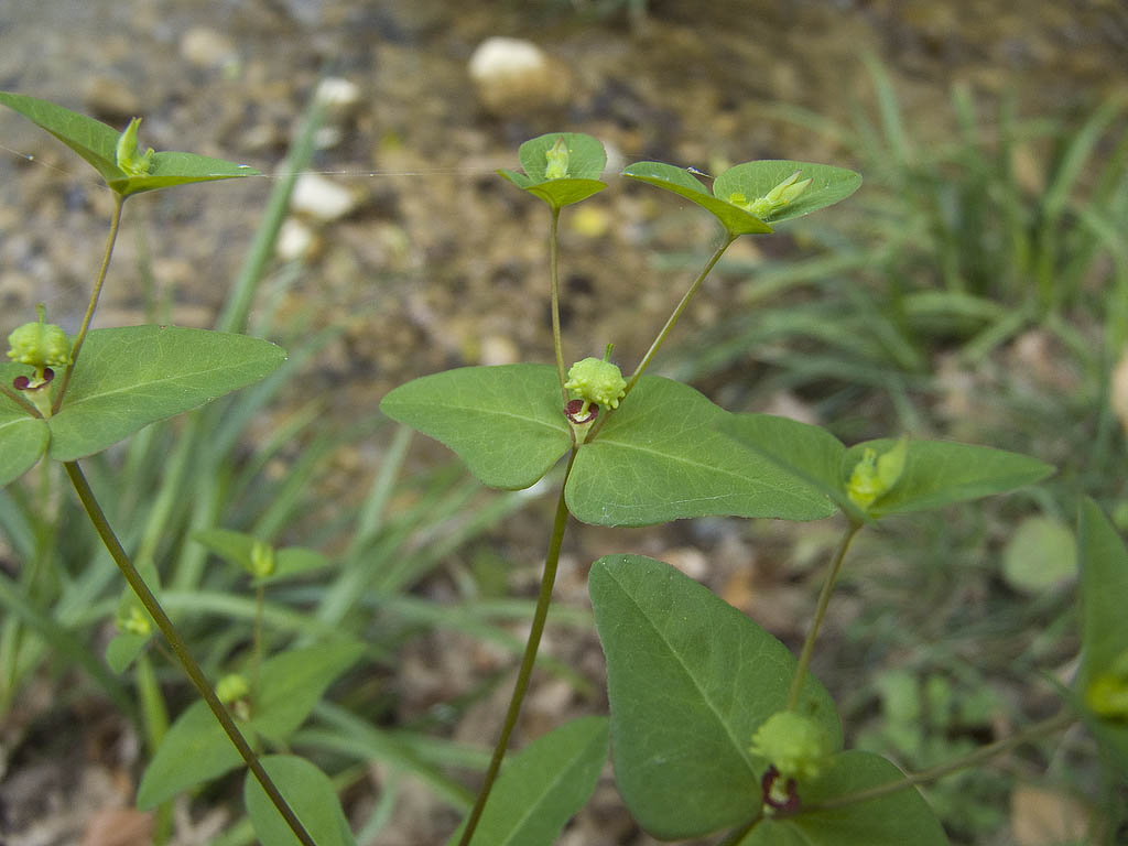 Euphorbia dulcis