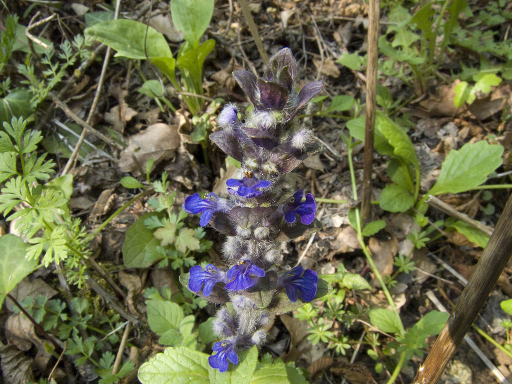 Ajuga reptans