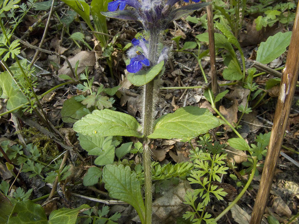 Ajuga reptans