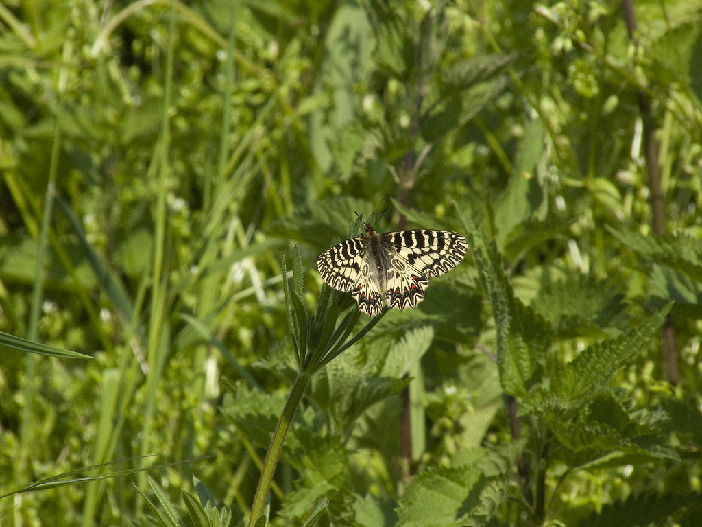 Zerynthia polyxena cassandra?