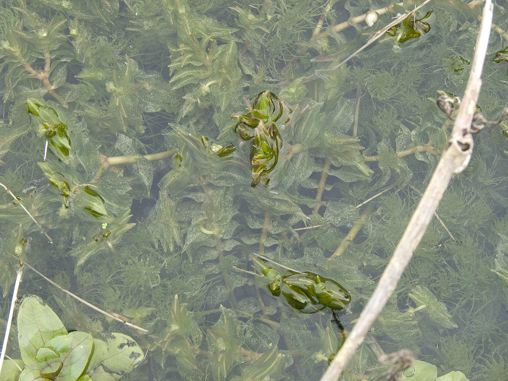 Groenlandia densa / Lingua dacqua a foglie dense