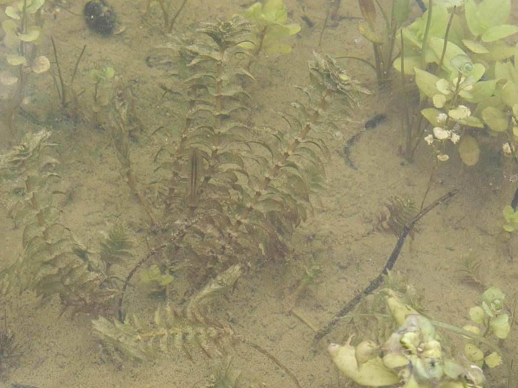 Groenlandia densa / Lingua dacqua a foglie dense