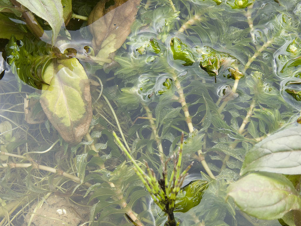 Groenlandia densa / Lingua dacqua a foglie dense