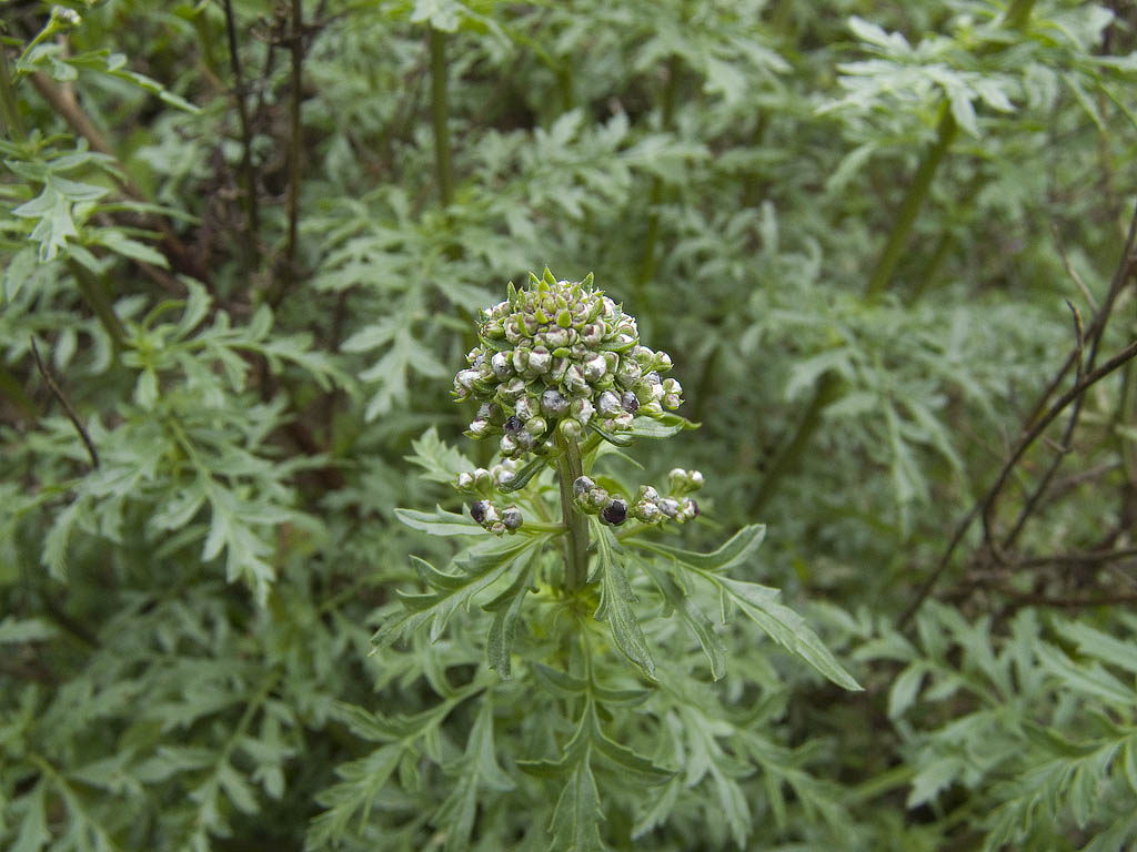 possibile con il fiore chiuso? - Scrophularia sp.