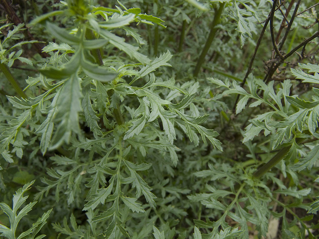 possibile con il fiore chiuso? - Scrophularia sp.