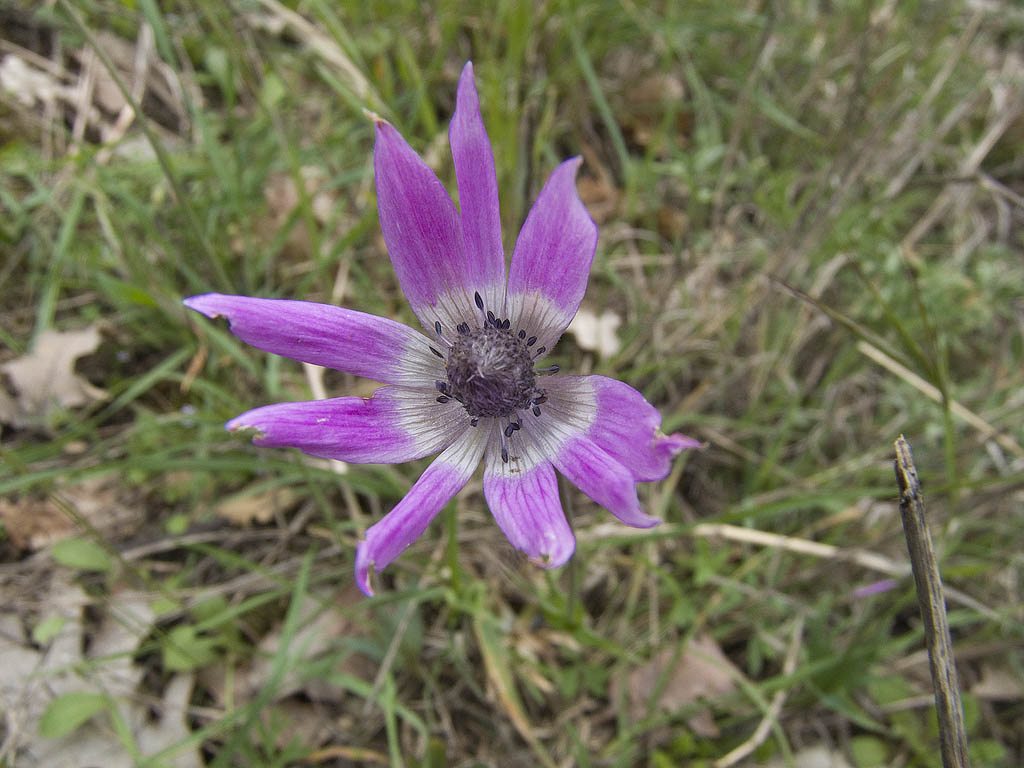 Anemone hortensis L.